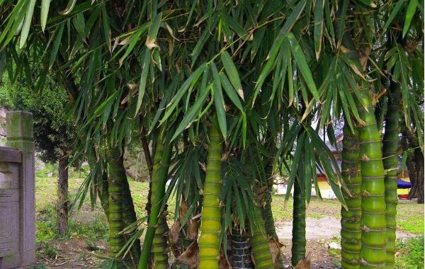 佛肚竹2.jpg