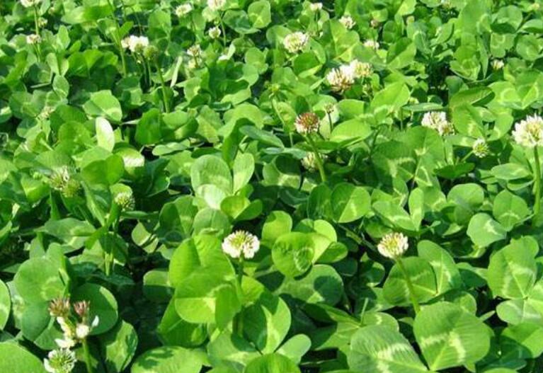 1646137606547122.jpg 1.jpg