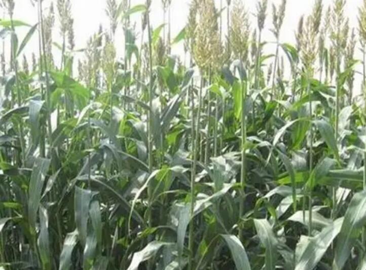 1647007272518310.jpg 2.jpg