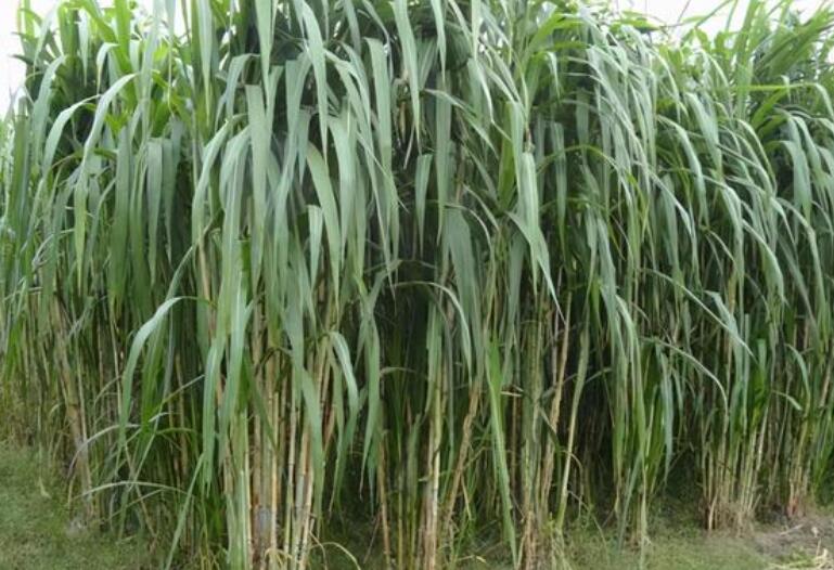 1650377565715405.jpg 1.jpg