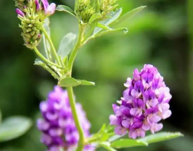 1650982463276280.jpg 1.jpg