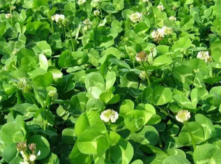 1651035446253588.jpg 2.jpg