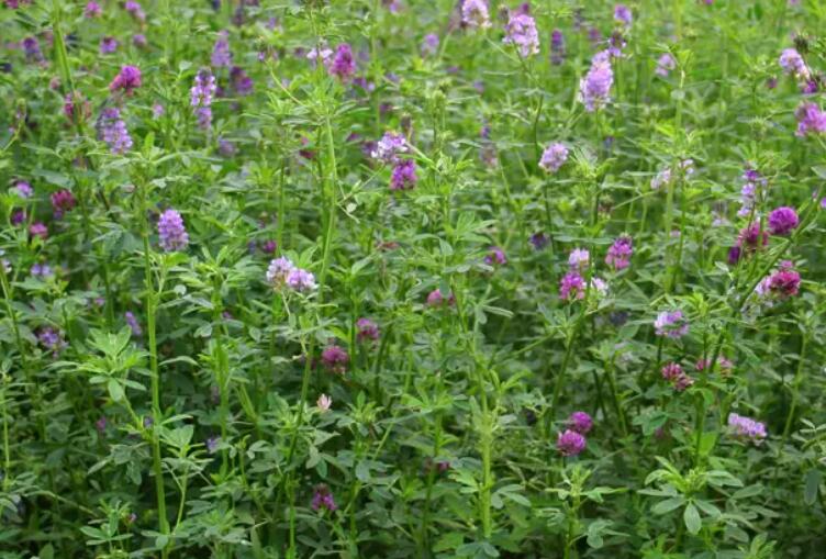 1651588828982052.jpg 1.jpg