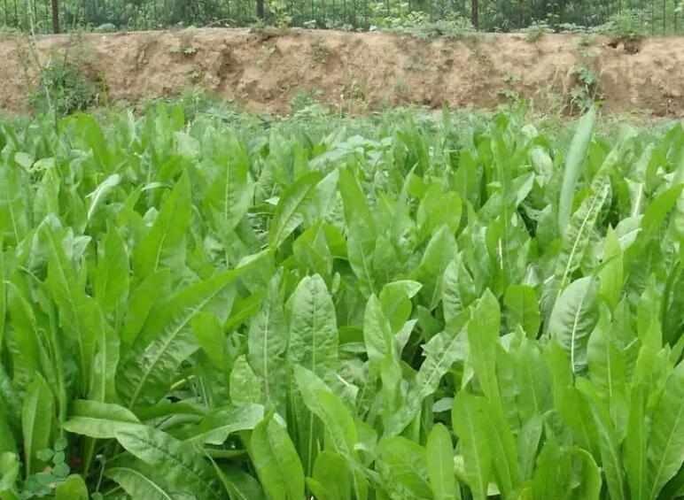 1651759913388027.jpg 1.jpg