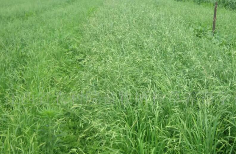 1651839018527157.jpg 1.jpg