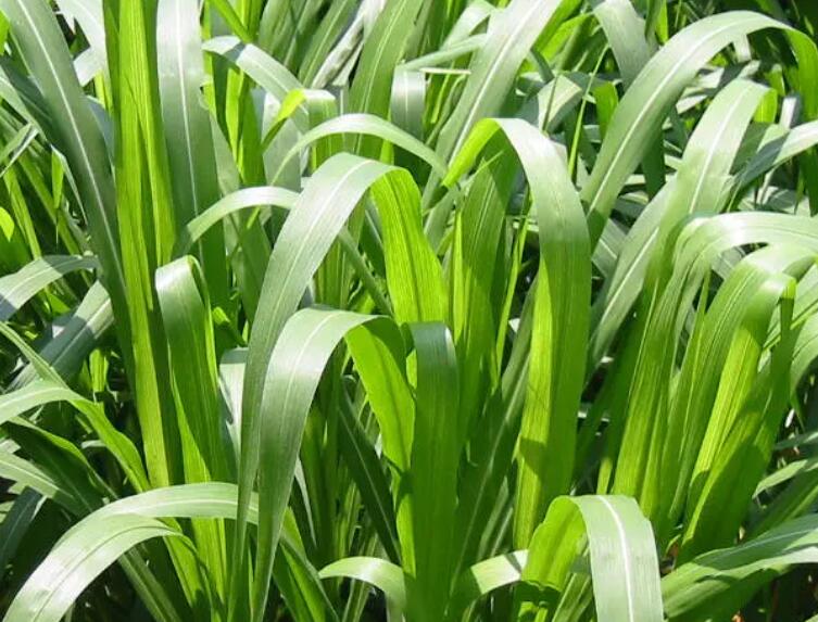 1652190870645798.jpg 1652190870645798.jpg