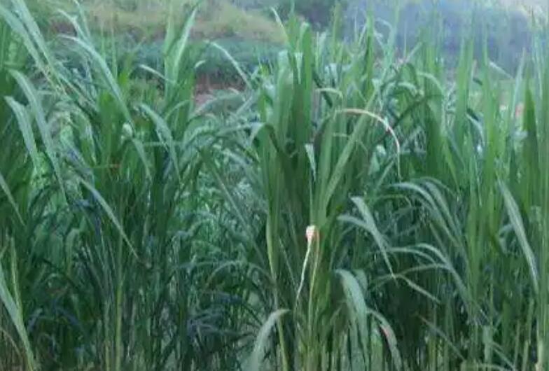 1652540853627609.jpg 1.jpg