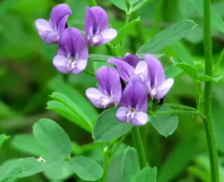 1652882342810073.jpg 1.jpg