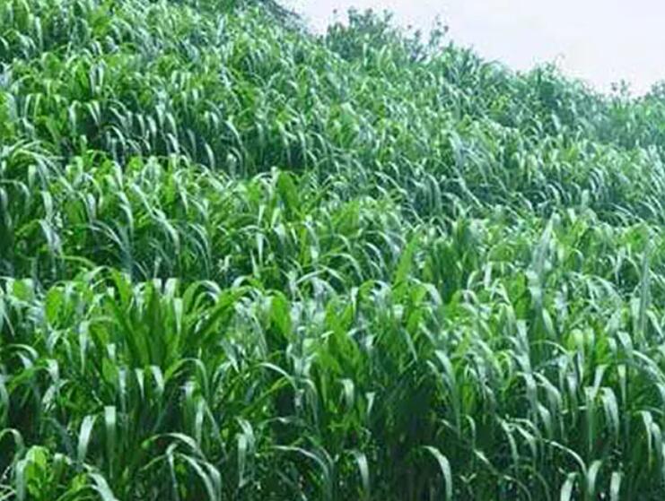 1652935927983536.jpg 3.jpg