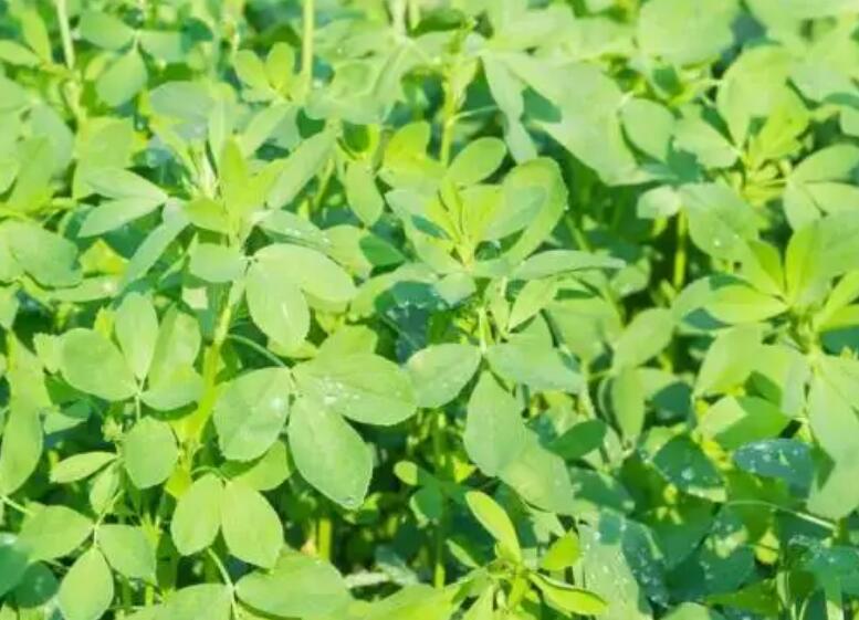 1653054337503426.jpg 3.jpg