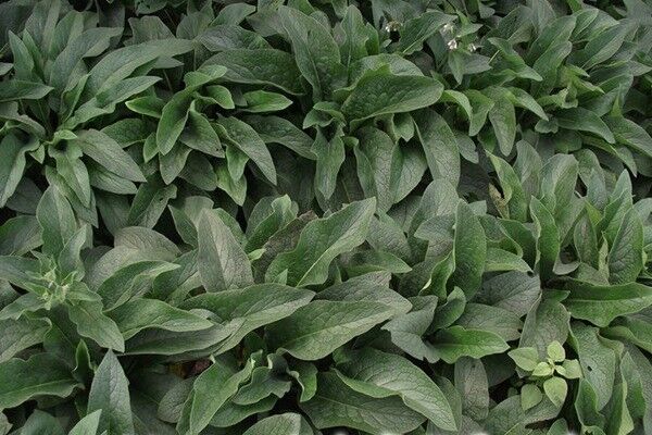 1653618797726055.jpg 265087d3ec214d54c8986a3002ea00be_1564697502902459.jpg