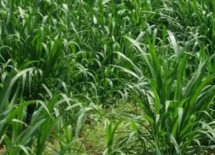 1653661374606884.jpg 1.jpg