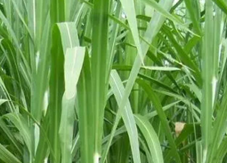 1653661391312843.jpg 3.jpg