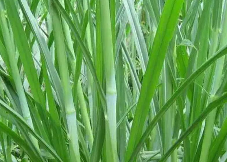 1653718865807741.jpg 1.jpg