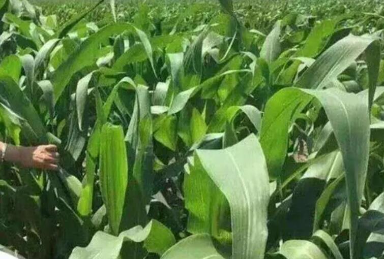 1654173422909404.jpg 2.jpg