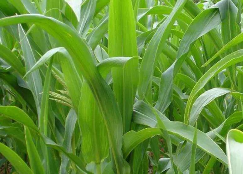 1654173430327255.jpg 3.jpg