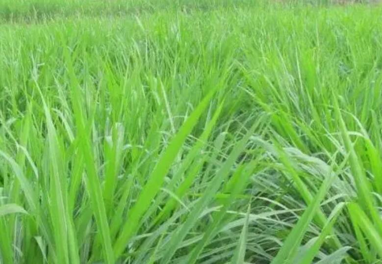 1654173873589132.jpg 1.jpg