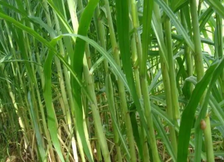 1654173880690750.jpg 2.jpg