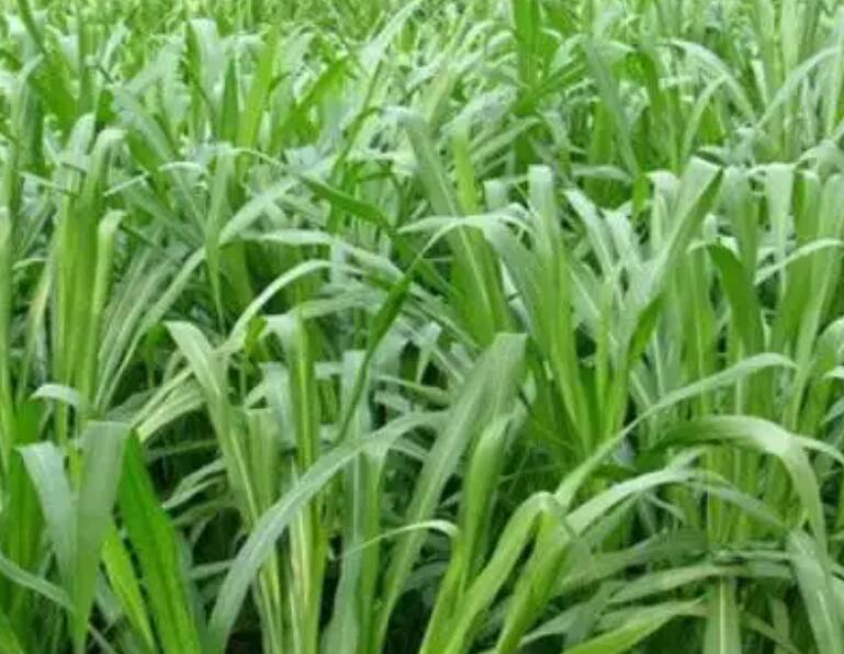 1654173887539530.jpg 3.jpg