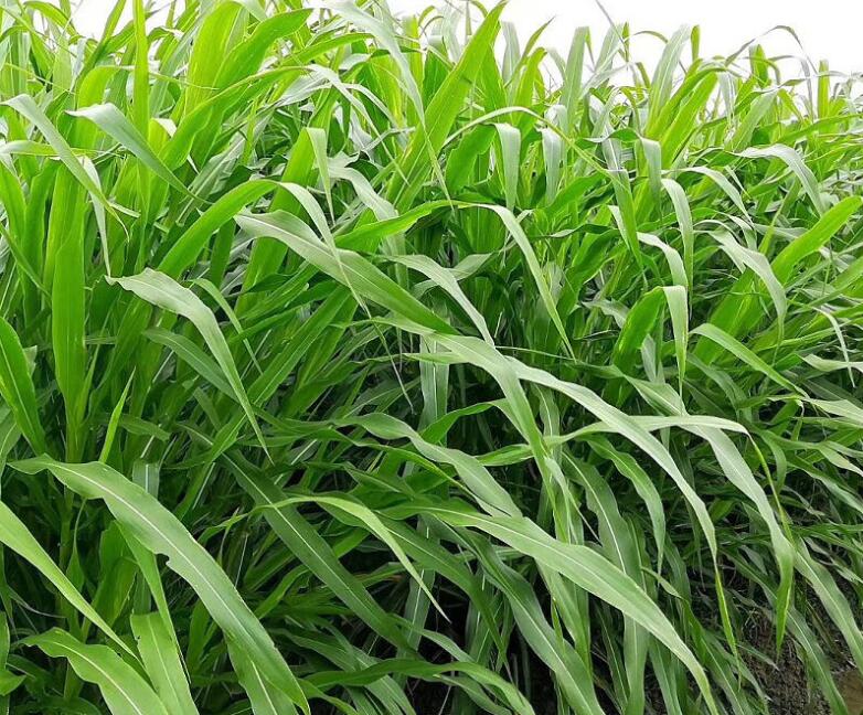 1654252731564707.jpg 1654252731564707.jpg