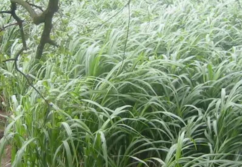 1654264499279251.jpg 3.jpg