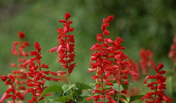 一串紅的養殖方法及養護要點