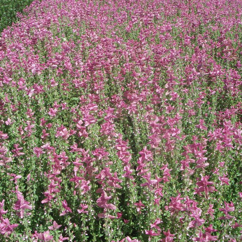 鼠尾草的介紹與養殖技巧