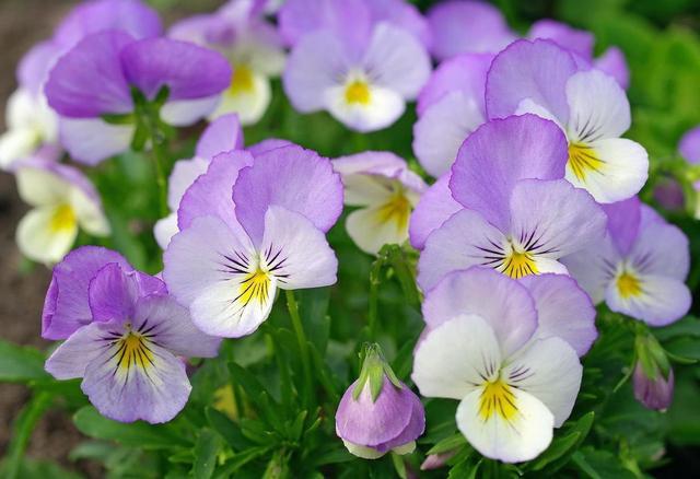 三色堇怎么樣，三色堇的價值