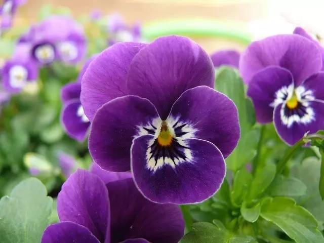 三色堇怎么樣，三色堇的價值