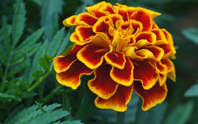 孔雀草，花期多達三個月的草花