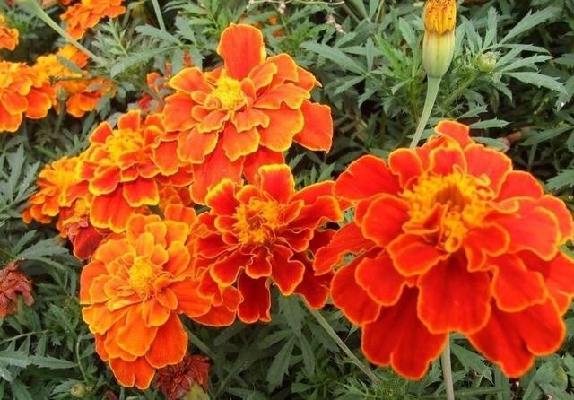 孔雀草，花期多達三個月的草花