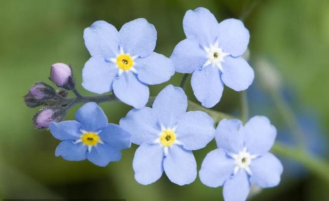 勿忘我是什么花 是紫草科勿忘草屬的植物