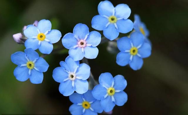 勿忘我是什么花 是紫草科勿忘草屬的植物