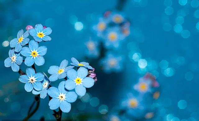 勿忘我是什么花 是紫草科勿忘草屬的植物