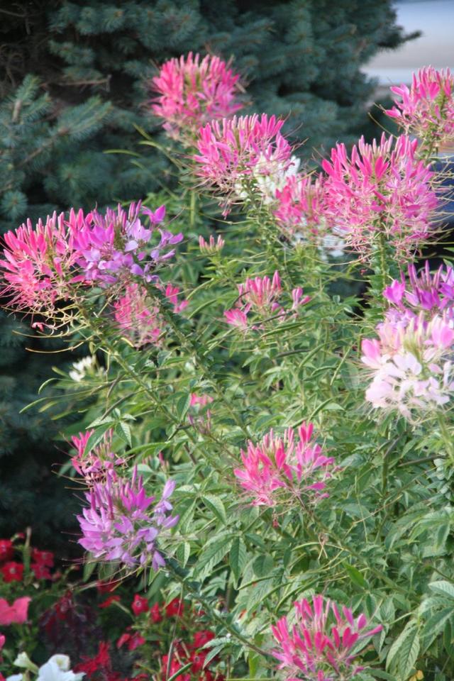 什么是醉蝶花？醉蝶花該如何進行養殖？